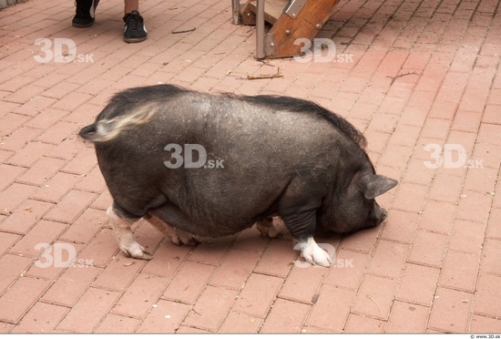 Whole Body Pig