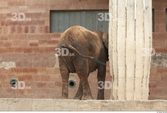 Bottom Elephant