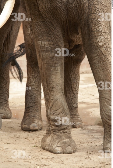 Leg Elephant