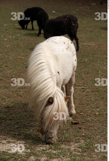 Whole Body Pony