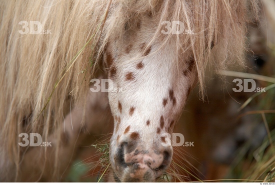 Nose Pony