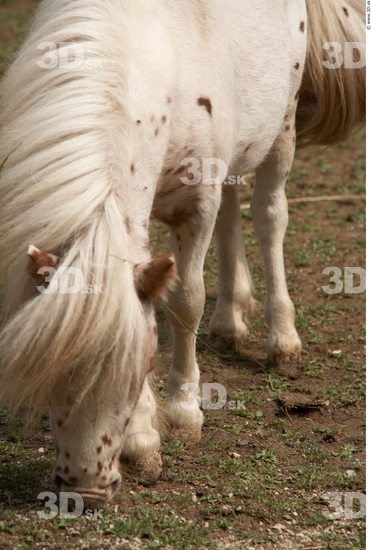 Upper Body Pony