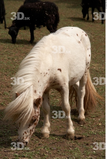 Whole Body Pony