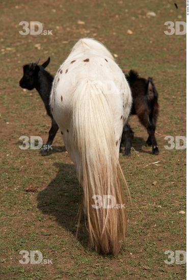 Bottom Pony