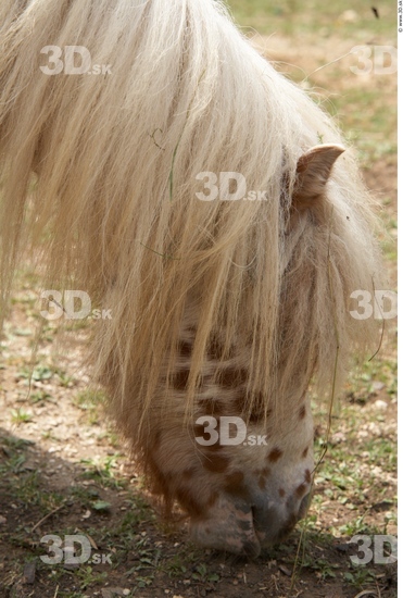 Head Pony