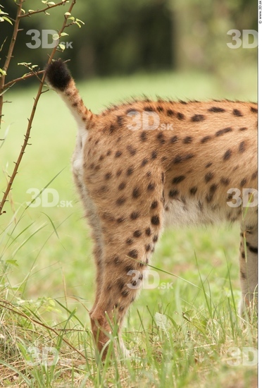 Leg Bobcat