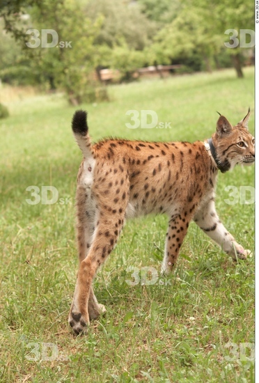 Whole Body Bobcat