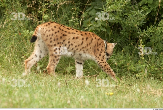 Whole Body Bobcat