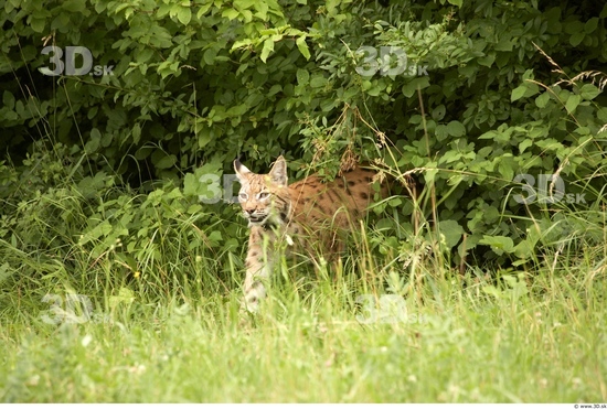 Upper Body Bobcat