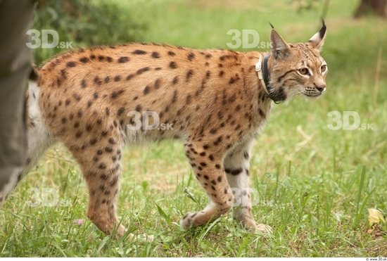 Whole Body Bobcat