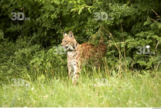 Upper Body Bobcat