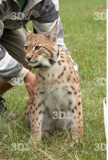 Upper Body Bobcat