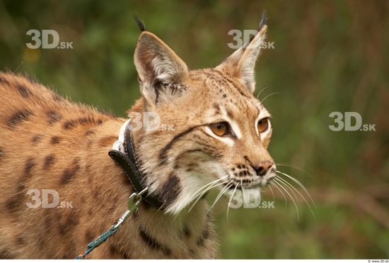 Head Bobcat