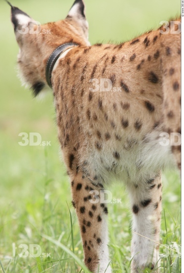 Upper Body Bobcat