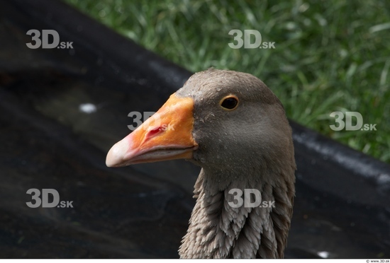 Head Goose