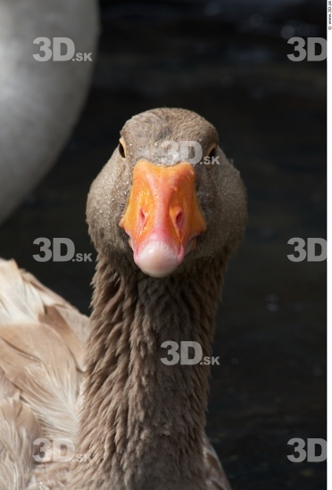 Head Goose