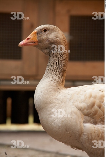 Head Goose