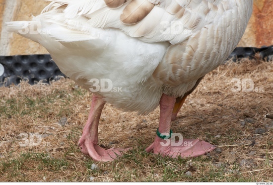Leg Goose