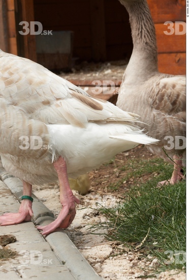 Leg Goose