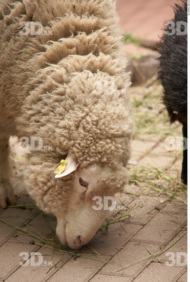 Head Sheep