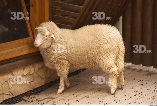 Whole Body Sheep