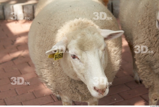 Head Sheep