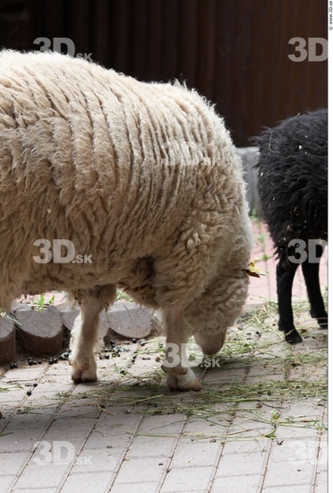 Leg Sheep