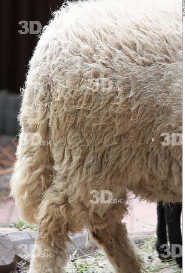 Thigh Sheep