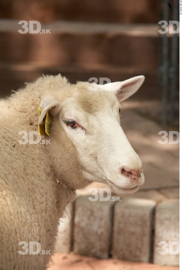 Head Sheep