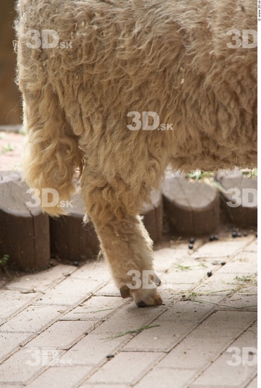 Leg Sheep