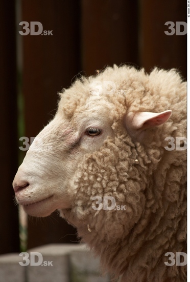 Head Sheep