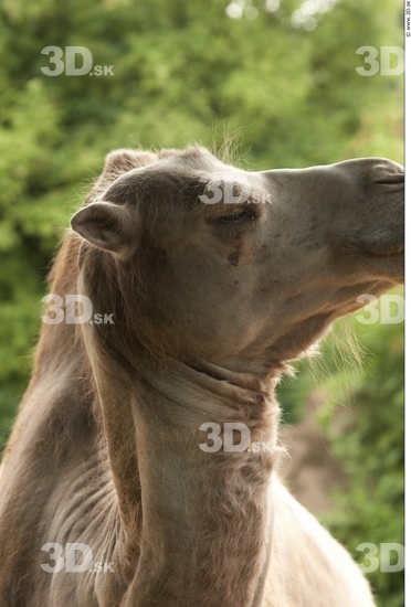 Camel