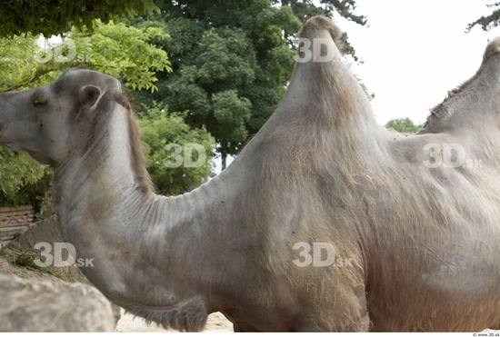 Camel