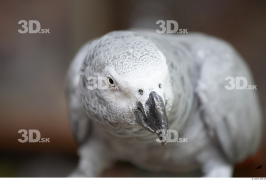 Head Parrot