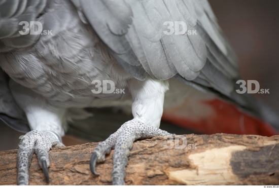 Foot Parrot