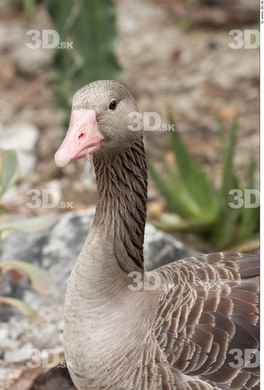 Head Goose