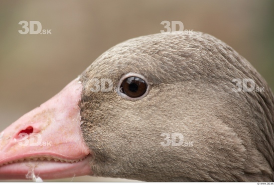 Face Goose
