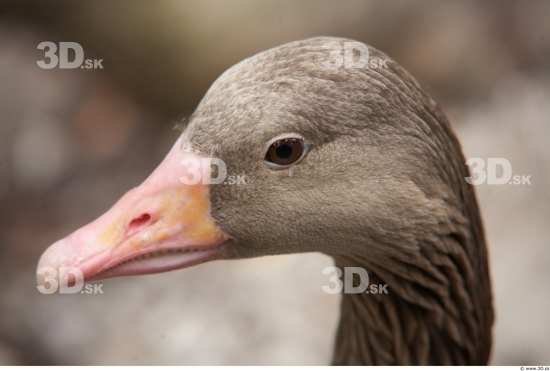 Head Goose