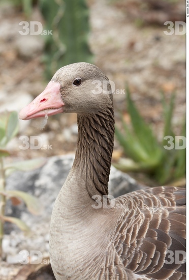 Head Goose