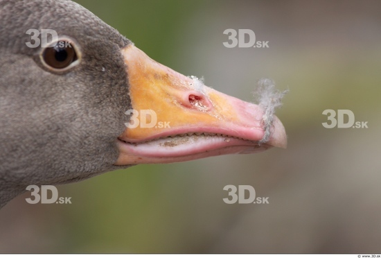 Nose Goose