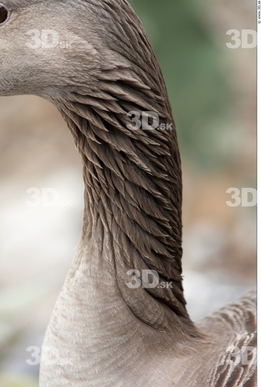 Neck Goose