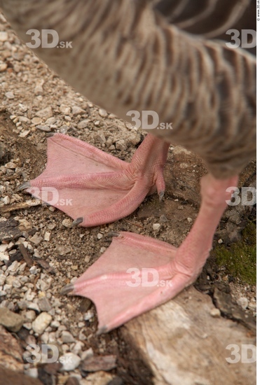 Foot Goose