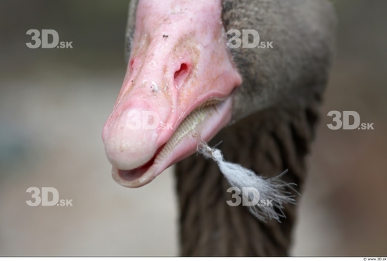 Nose Goose