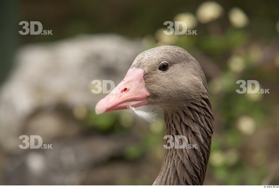 Head Goose