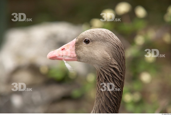 Head Goose