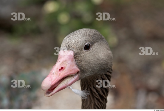 Head Goose