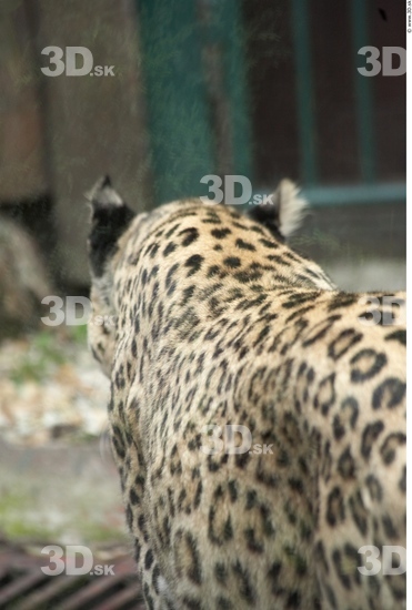 Neck Leopard