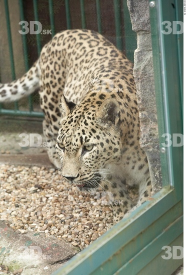 Head Leopard