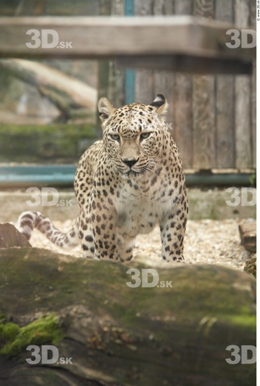 Head Leopard