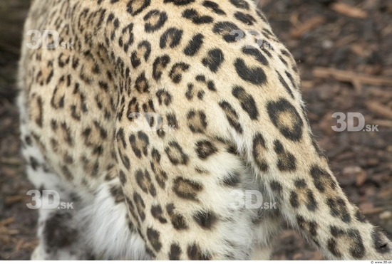 Bottom Leopard